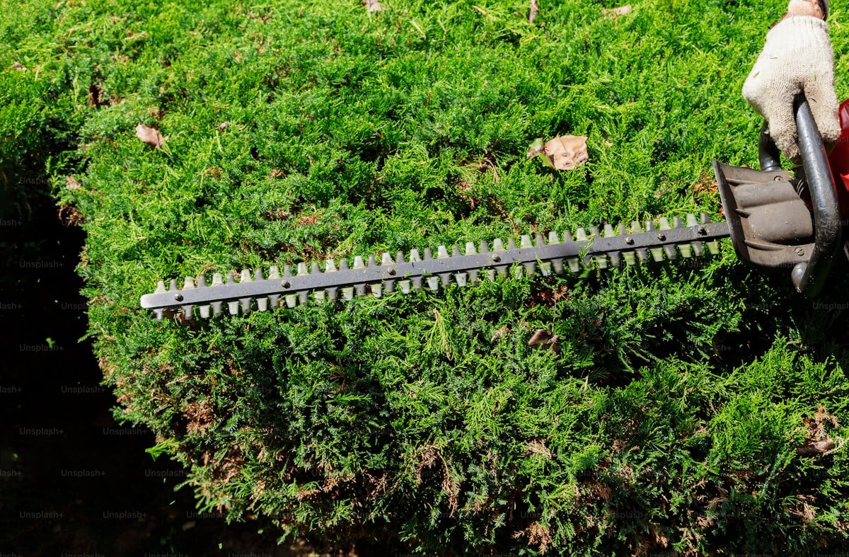 Hedge trimming service